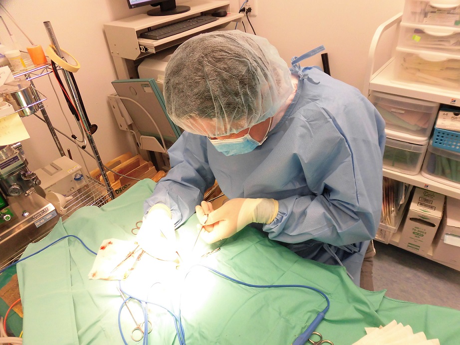 唾液粘液嚢胞の摘出手術 カテゴリ 岐阜県岐阜市で犬 猫の専門診療を行うみのわ動物病院