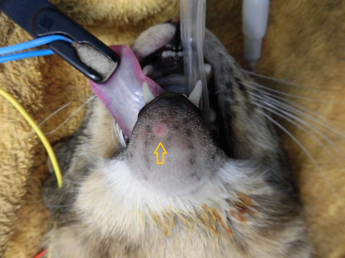 猫皮膚肥満細胞腫