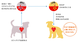 犬のフィラリア症予防について