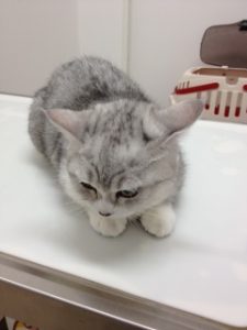 マンチカンちゃん