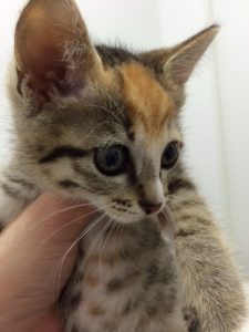 里親さんが見つかりました