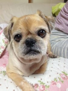 実家のももさん