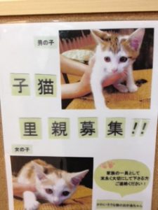 里親募集！