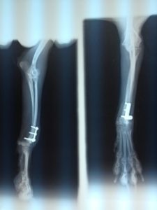 小型犬の橈尺骨骨折
