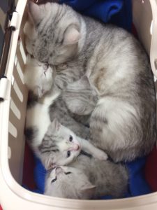 マンチカンさんがお母さんになりました！