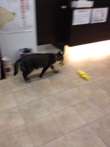 うめさんのお気に入り