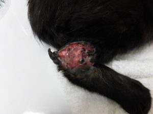 ねこちゃんの創傷治療