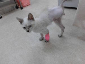 3本足の仔猫ちゃん