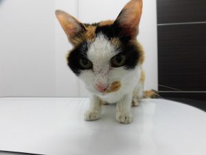迷子ねこちゃん