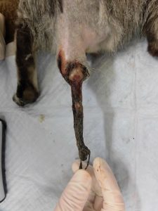 外傷ねこちゃんの断尾手術