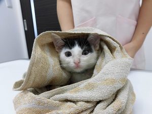 里親さん募集です！