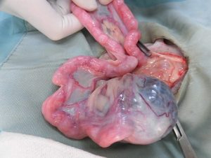 卵巣腫瘍・子宮蓄膿症