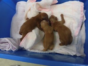 新しい命の誕生!