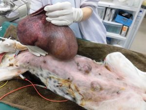犬の巨大皮膚腫瘍
