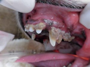 乳歯遺残と歯周病