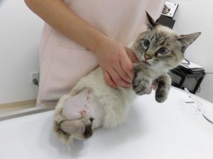 事故にあった猫ちゃん