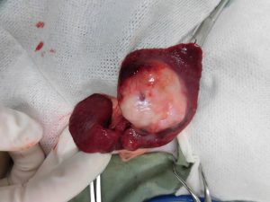 猫の脾臓腫瘍摘出手術