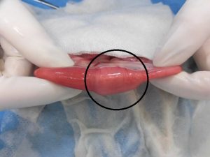 消化管内異物の除去手術