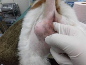 会陰ヘルニア手術