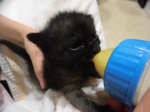 ただいま子育て奮闘中