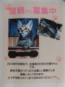 子猫ちゃんの里親募集！
