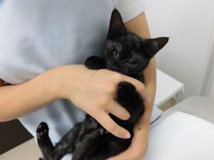 新入り猫ちゃん