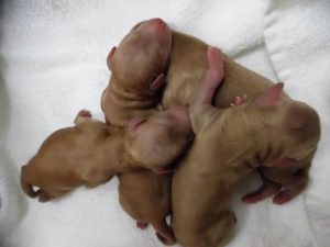 わんちゃんの帝王切開