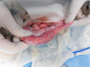 猫の消化管内異物