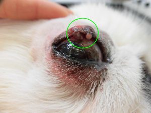 犬の眼瞼腫瘍