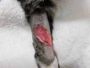 猫の外傷