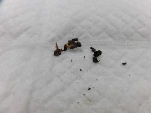 追記～耳ダニのお話～