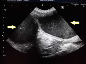 夜の子宮蓄膿症手術