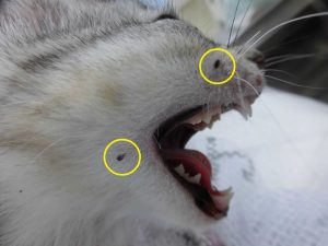 マダニ寄生の保護ネコちゃん