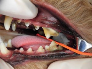 歯科処置について