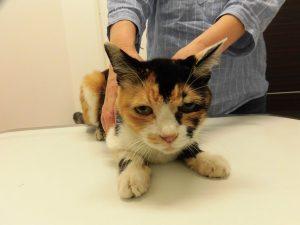 迷子の猫ちゃんのお知らせ