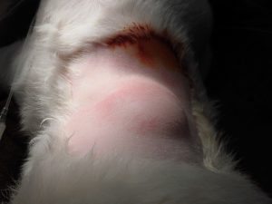 頚部の腫瘍摘出手術