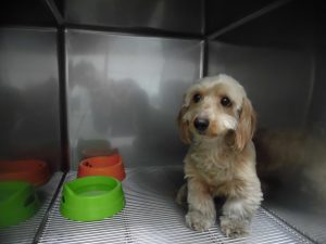 保護わんちゃんの乳腺腫瘍摘出手術