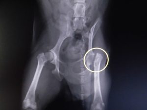 犬の大腿骨頭壊死症（レッグ・ペルテス）
