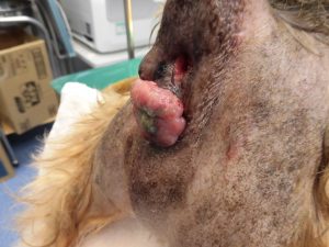 犬の精巣腫瘍と肛門周囲腺腫の摘出手術