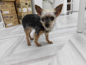 犬を捨てていかれた方へ