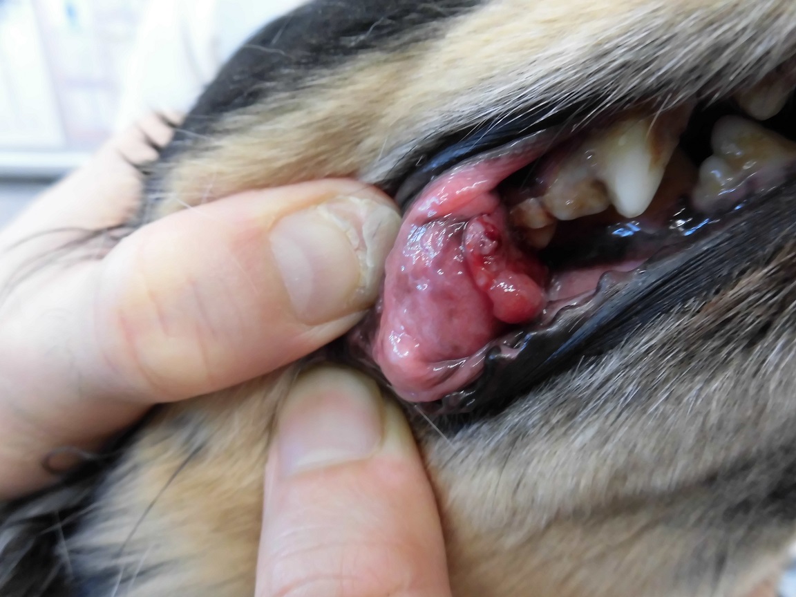 口腔内悪性黒色腫 メラノーマ カテゴリ 岐阜県岐阜市で犬 猫の専門診療を行うみのわ動物病院