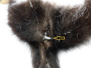 猫の子宮蓄膿症