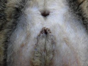 猫の会陰尿道造瘻術