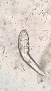 犬のニキビダニ症