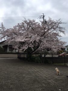 今年度初の集合注射
