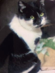 ねこちゃんを捜しています