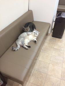 里親決定してました！