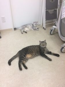 猫のフィラリア症