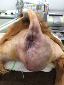 会陰ヘルニア整復手術