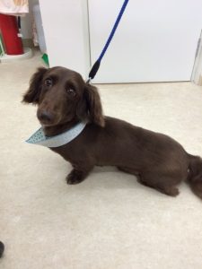 保護されたわんちゃん達